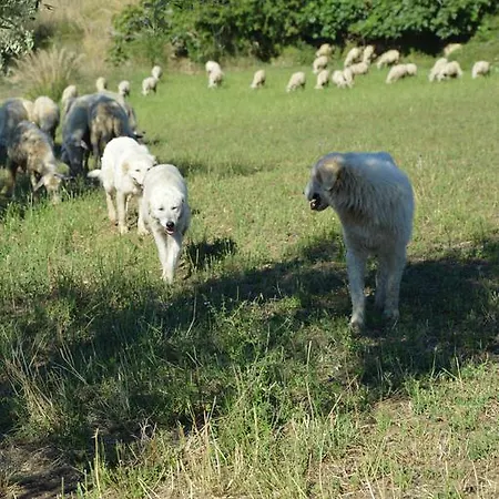 Gospodarstwo agroturystyczne Azienda Agrituristica Carida *