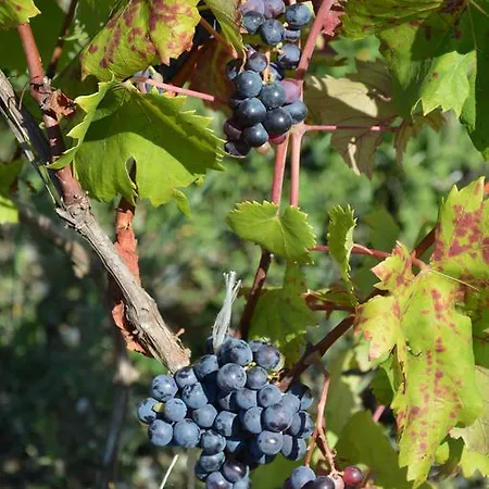 Gospodarstwo agroturystyczne Azienda Agrituristica Carida