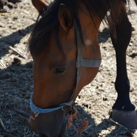 Azienda Agrituristica Carida مزرعة للإقامة