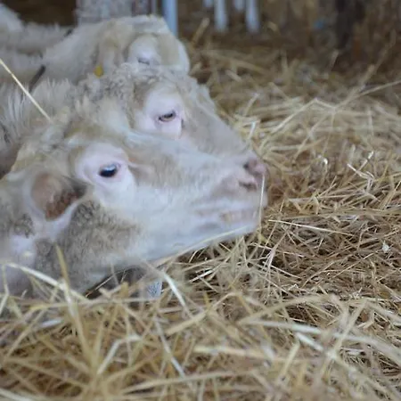 Azienda Agrituristica Carida *