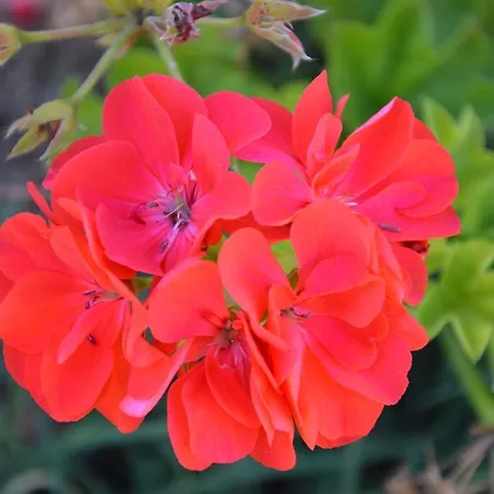 Azienda Agrituristica Carida *