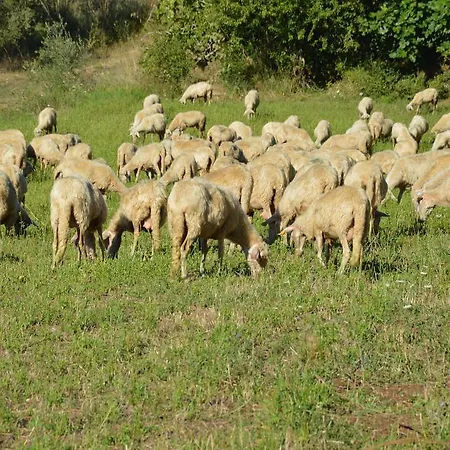 Azienda Agrituristica Carida Gospodarstwo agroturystyczne *