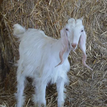 Azienda Agrituristica Carida Gospodarstwo agroturystyczne