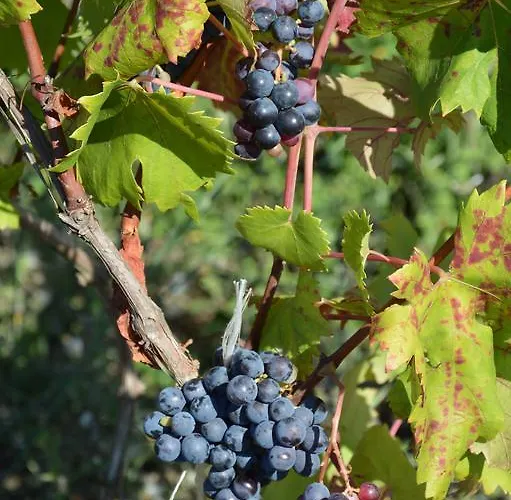 农家乐 Azienda Agrituristica Carida