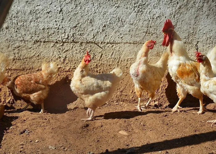 Azienda Agrituristica Carida 农家乐 *