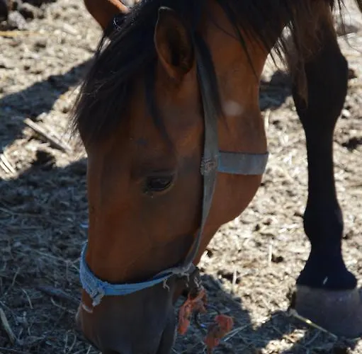 Azienda Agrituristica Carida 农家乐