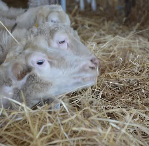 Azienda Agrituristica Carida *