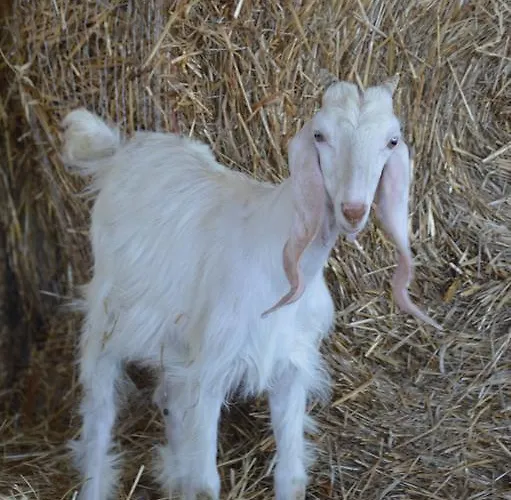 Azienda Agrituristica Carida 农家乐